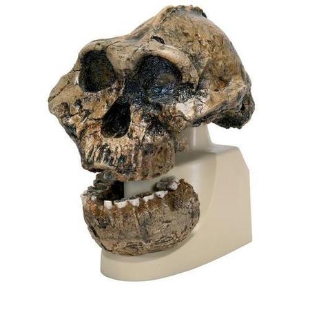 3B SCIENTIFIC Replica A. Boisei Skull 1001298